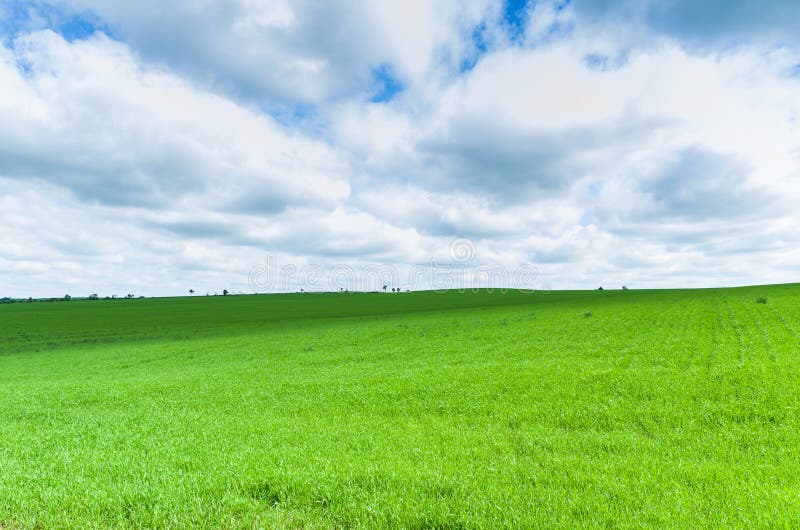 Beautiful landscape of green field and cloudy sky royalty free stock photography