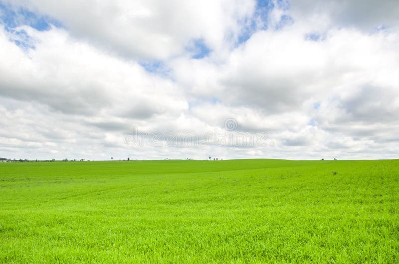 Beautiful landscape of green field and cloudy sky stock photography