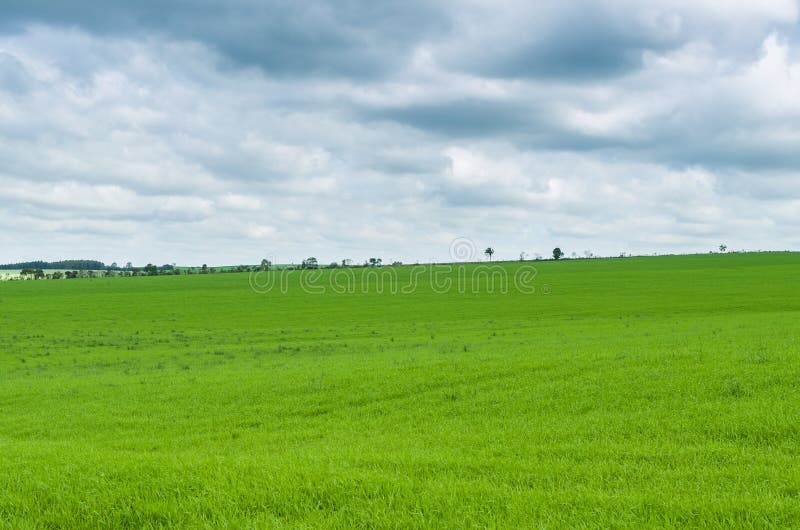 Beautiful landscape of green field and cloudy sky stock image