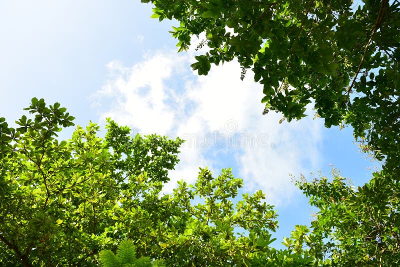Beautiful Landscape of Green Trees in the National Park Stock Photo