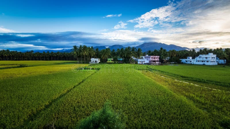 Beautiful landscape growing Paddy rice field with mountain and blue sky background in Nagercoil. Tamil Nadu, South India