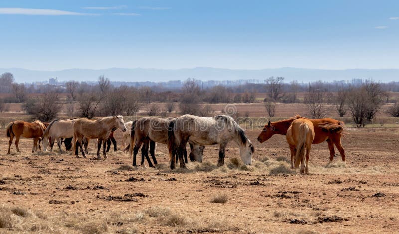 Beautiful landscape, the herd of horses grazing in the fild , in the farm, countryside royalty free stock image Beautiful landscape, the herd of horses grazing in the fild , in the farm, countryside royalty free stock image
