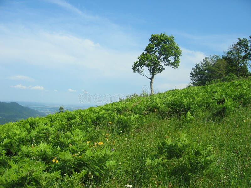 Beautiful landscape a hillside overgrown with lush green ferns and young green grass, a single tree against a blue sky on a windy