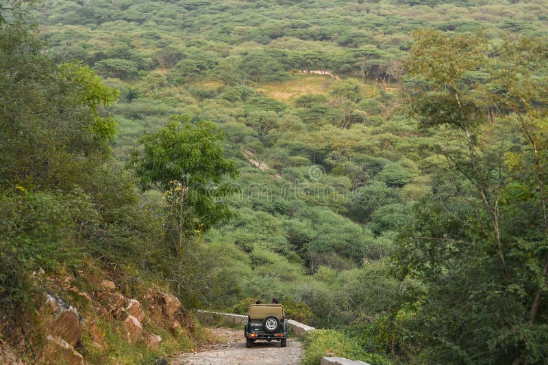 Beautiful landscape of jhalana forest from hills. Tourists are in Safari Vehicle Gypsy in search of leopard and wild animals