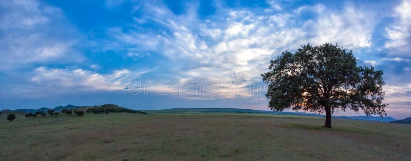 Beautiful landscape with a lonely oak tree in the sunset and dramatic clouds stock images