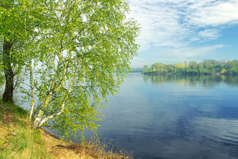 Beautiful landscape with a long thin birch trees with green leaves on the banks of the river