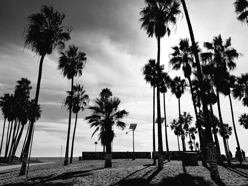 Palm Trees of Venice Beach in Black and White Stock Photo - Image of ...