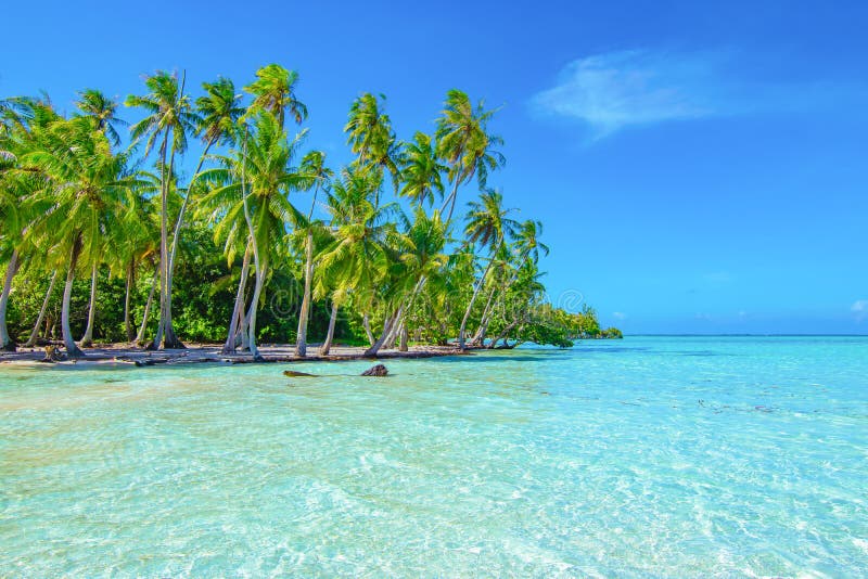 Palm trees on the beach. Travel and tourism concept. Tahaa, Raiatea, French Polynesia.