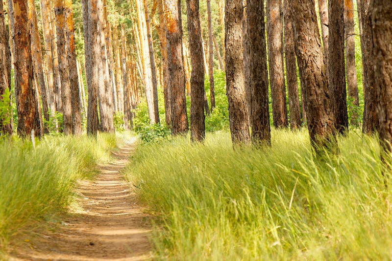 Pine Forest Path In The Pine Forest Stock Photo Image Of Beauty