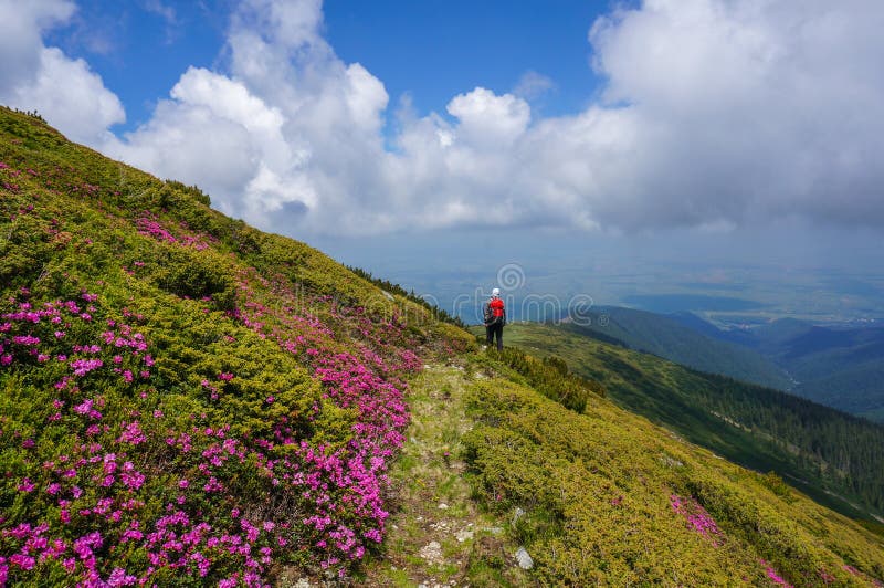 Beautiful landscape with pink rhododendron flowers on the mountain, in the summer.