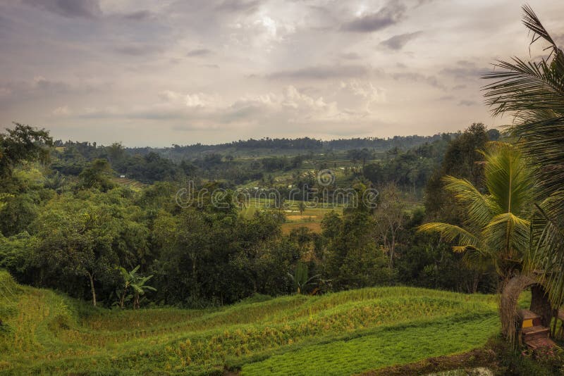 Beautiful landscape scenery of rice terraces Jatiluwih on Bali in Indonesia stock images