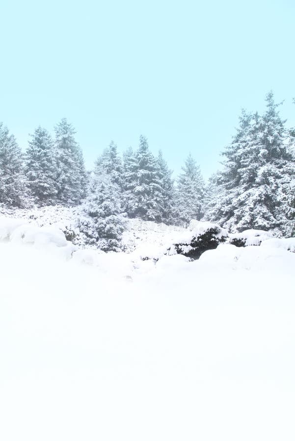 Beautiful landscape of snowed pine-trees