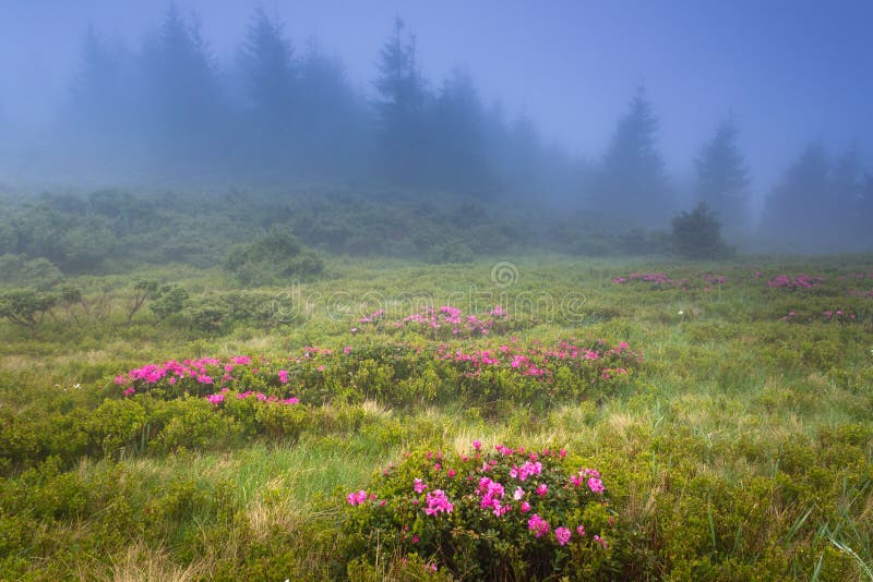 Beautiful landscape in the spring mountains. View of smoky hills, covered with blossom rododendrons.