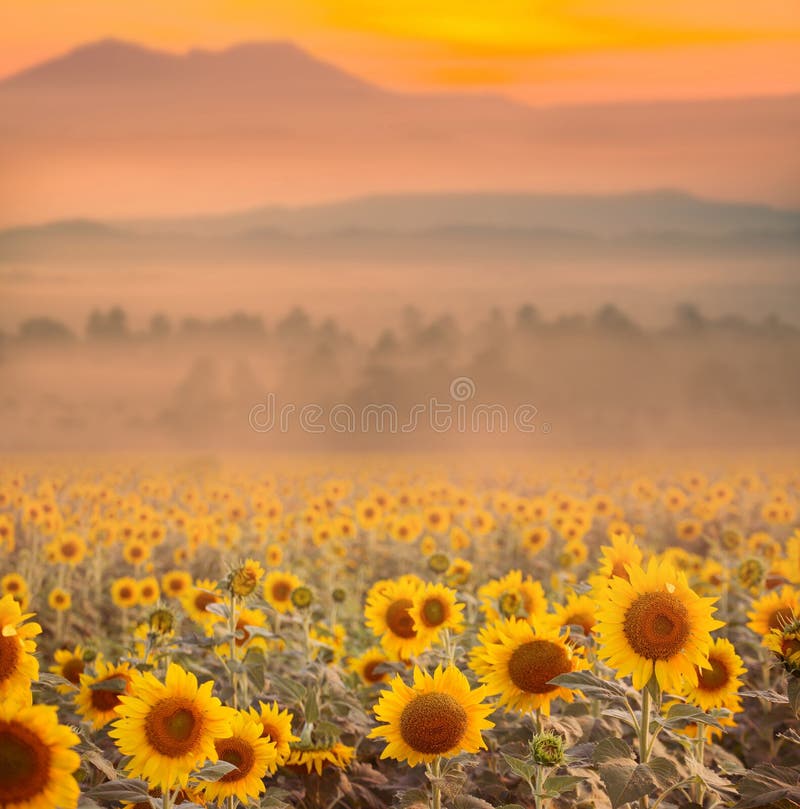 Beautiful landscape with sunset and flower field. royalty free stock photography Beautiful landscape with sunset and flower field. royalty free stock photography