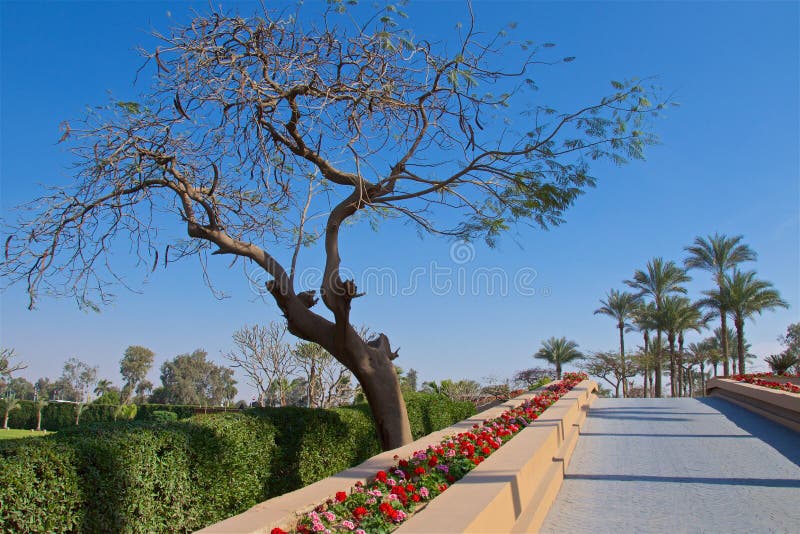 Landscape with Trees and Flowers in Egypt Stock Photo Image of