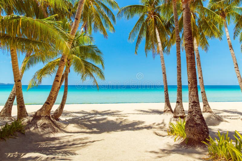 Beautiful landscape of tropical beach on Boracay island, Philippines. Coconut palm trees, sea, sailboat and white sand. Nature