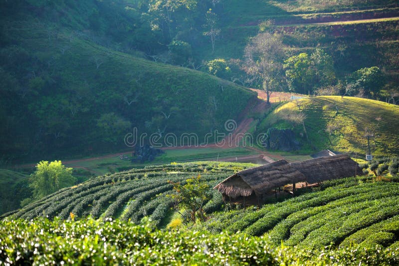 Beautiful landscape in winter at Chiangmai