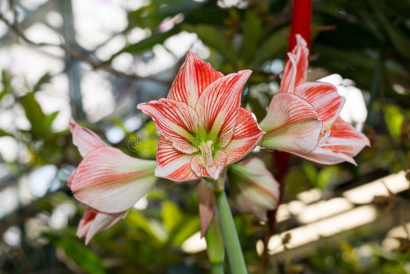 Beautiful Large Lily Flowers in Nature Stock Image Image of orange