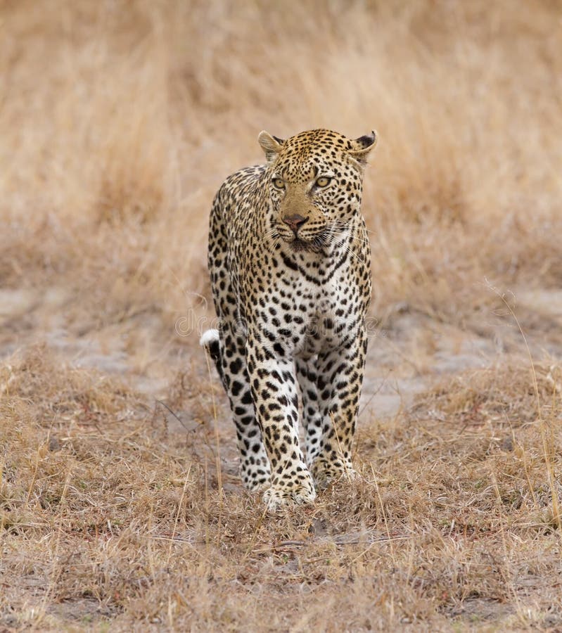 Beautiful large male leopard walking in nature stock image
