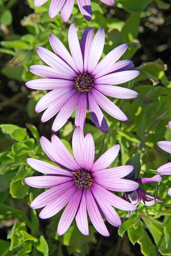 Beautiful large pink or purple flowers stock photo