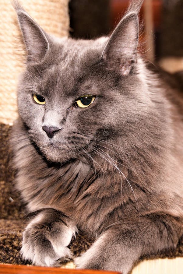 Cat Maine Coon With Long Beautiful Tassels On The Ears Stock Photo