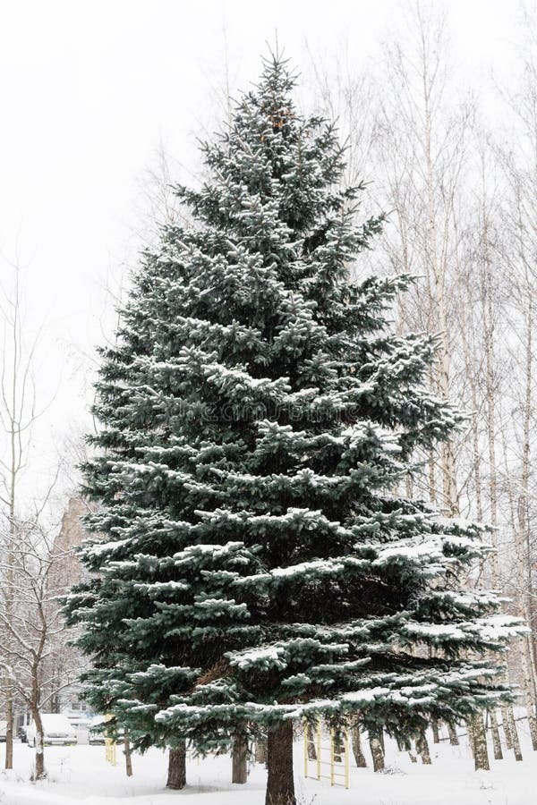 Beautiful large, tall, green fir tree all in the snow on the street in winter stock image