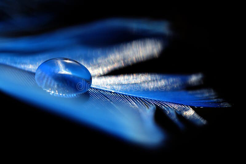 Beautiful large water dew drop on a blue feather close up. royalty free stock photo