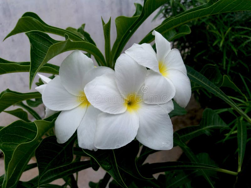 Beautiful Large White Flowers Stock Photo Image of summer, white