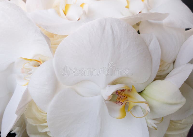 Beautiful large white petals of delicate Orchid in the bride`s bouquet. Festive spectacular bouquet for anniversary, Birthday