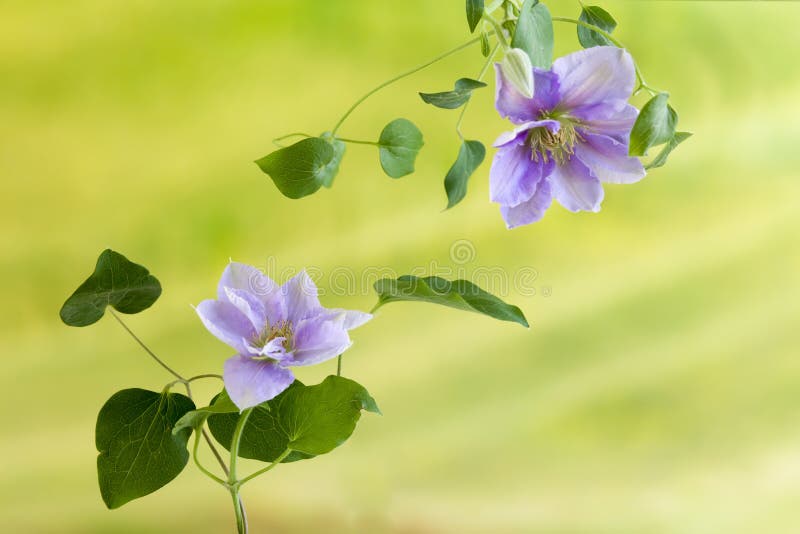 Summer clematis flowers