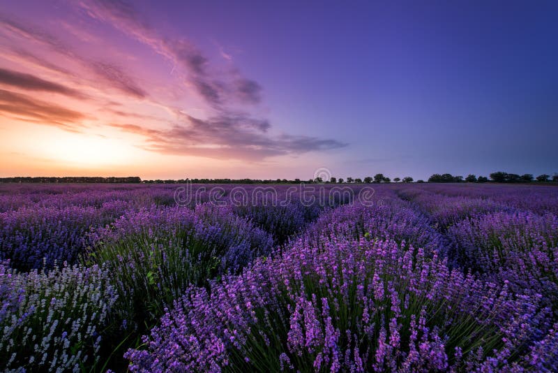 Beautiful lavender field on sunset. royalty free stock photography Beautiful lavender field on sunset. royalty free stock photography