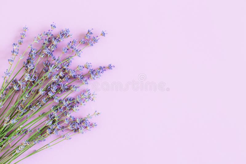 Beautiful Lavender Floers on a Violet Pastel Background Stock Image - Image  of color, macro: 223403101
