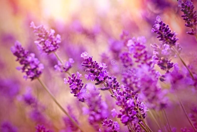 Beautiful Lavender in Flower Garden Stock Photo Image of bloom