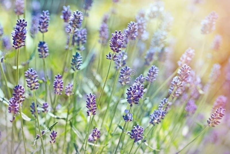 Beautiful lavender flowers stock photo. Image of close - 56405632