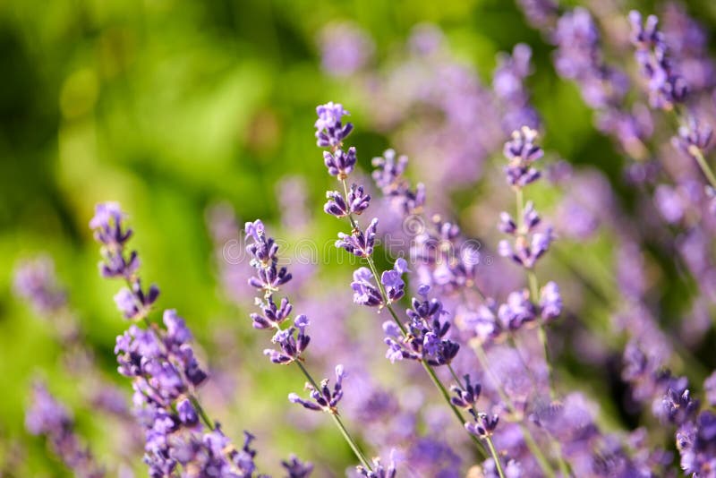 Beautiful Lavender Flowers in Summer Garden Stock Image - Image of ...