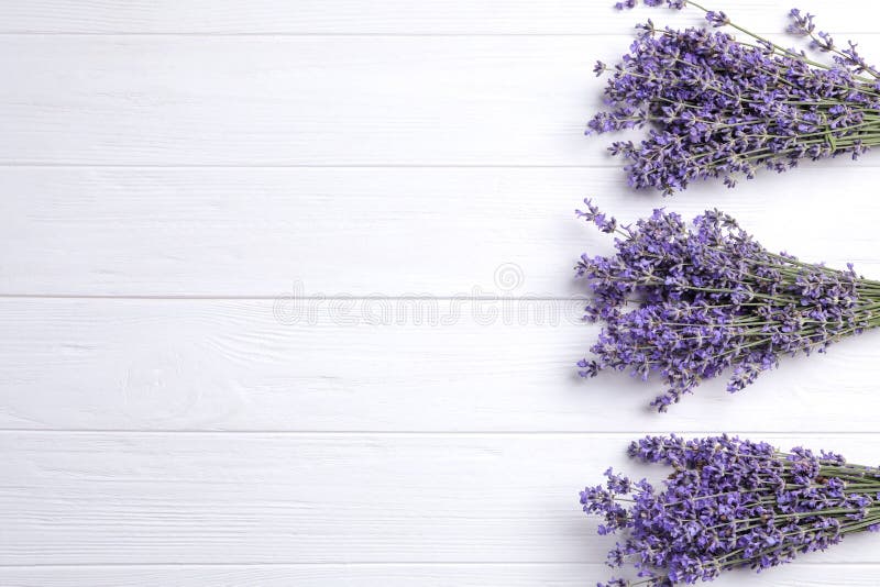 Beautiful Lavender Flowers on White Background, Flat Lay. Space for Text  Stock Photo - Image of botany, aromatic: 193623364