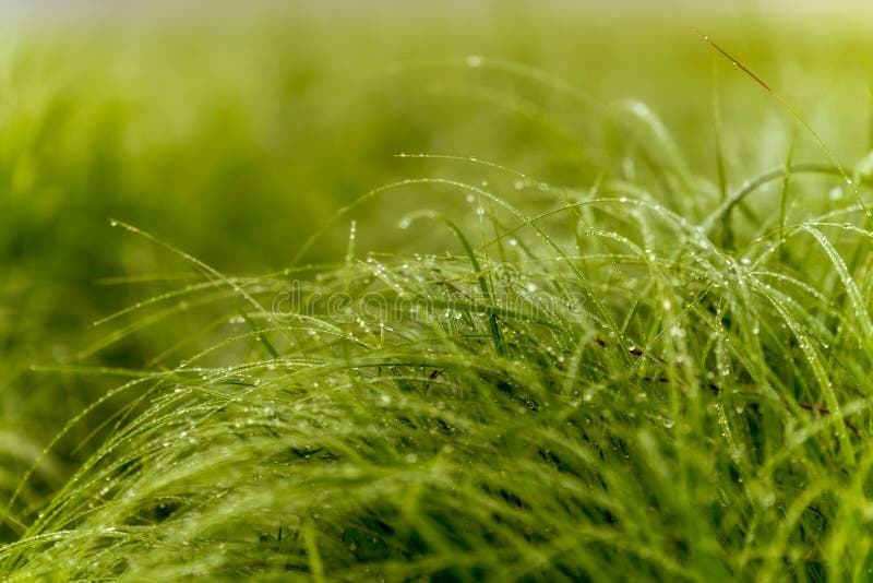 A beautiful lawn, a green grass with stunning drops of dew in morning sunshine