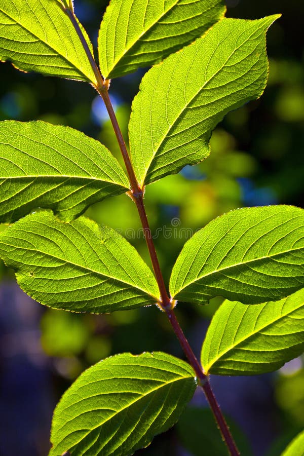 Beautiful leaves of a hazlenut tree