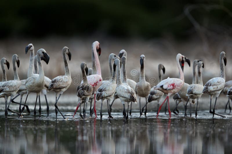 Beautiful Lesser Flamingos and its reflection in Lake Bogoria stock photography
