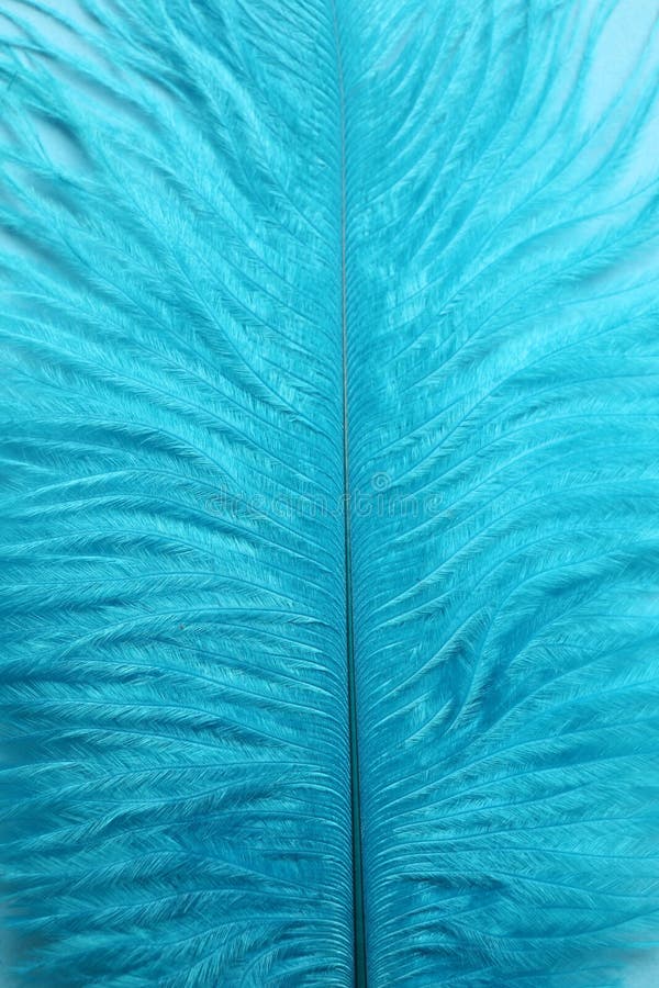 Beautiful Light Blue Feather As Background, Closeup Stock Image Image