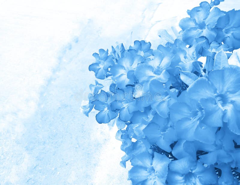 Beautiful Light Blue Flowers on a Light Blue and White Background