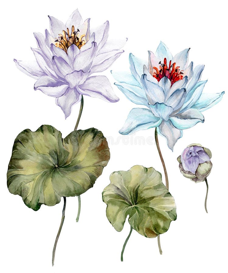 Beautiful light blue and purple lotus flowers. Floral set flower on stem, bud and leaves. Isolated on white background.