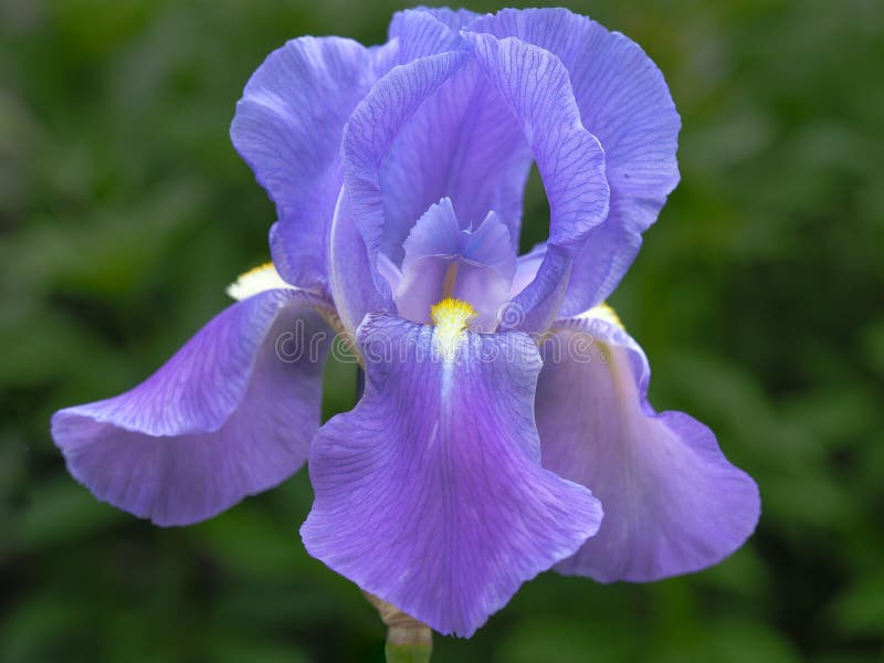 Mauve Iris Flowers in an Unreal Decor. Stock Image - Image of card, canada:  164563017