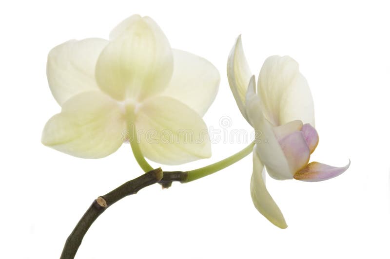Beautiful Light Yellow Orchids, Exclusive Color Stock Photo Image of