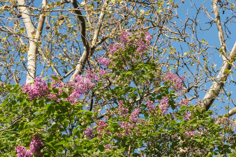 Beautiful lilac bush. stock photo. Image of summer, botanical 70775014