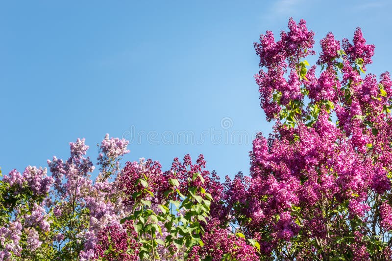 Beautiful lilac bush. stock image. Image of lilac, garden 70775199
