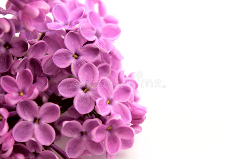 Beautiful Lilac Flower stock photos