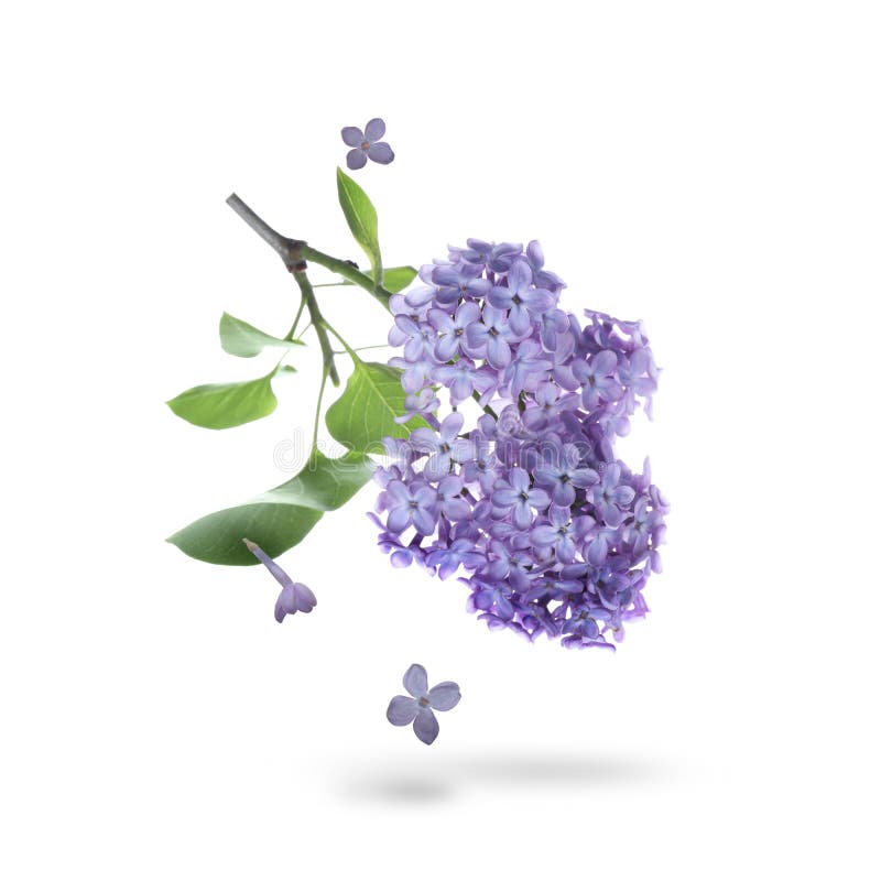 Beautiful Lilac Flowers Falling on White Background Stock Photo Image of bunch, botany 267068568