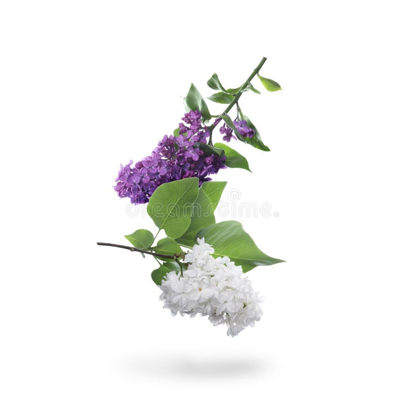 Beautiful Lilac Flowers Falling on White Background Stock Photo Image of bright, delicate