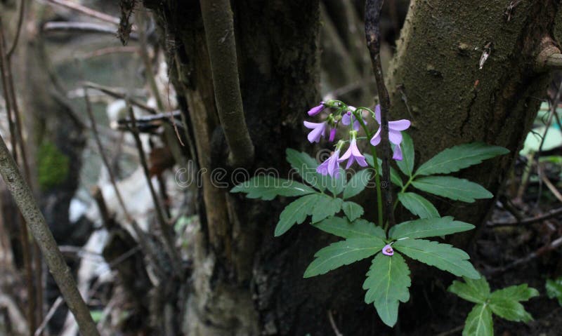 Beautiful lilac flowers growing on a tree trunk royalty free stock image Beautiful lilac flowers growing on a tree trunk royalty free stock image